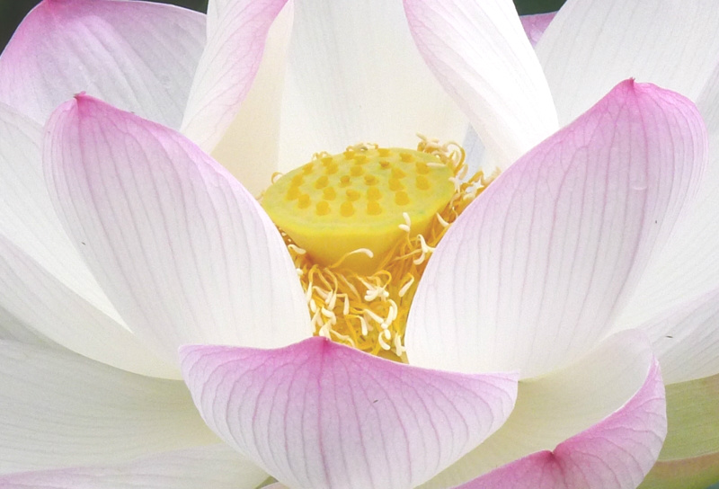 f:id:tarotsakurako:20150705191122j:plain f:id:tarotsakurako:20150705191122j:plain