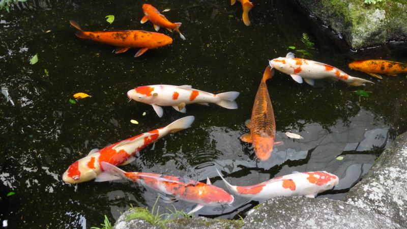 f:id:tarotsakurako:20161014183301j:plain