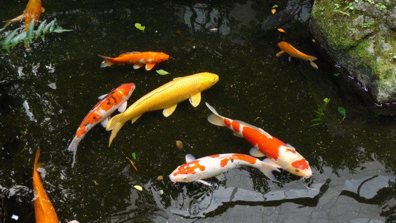 f:id:tarotsakurako:20161014183302j:plain