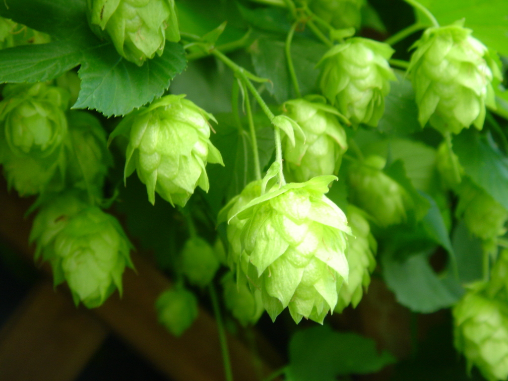 f:id:tarotsakurako:20170306174746j:plain