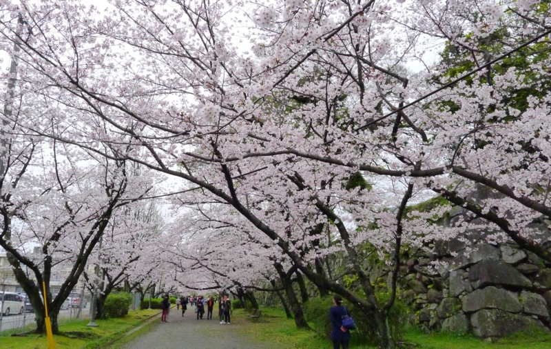 f:id:tarotsakurako:20170407202433j:plain f:id:tarotsakurako:20170407202433j:plain
