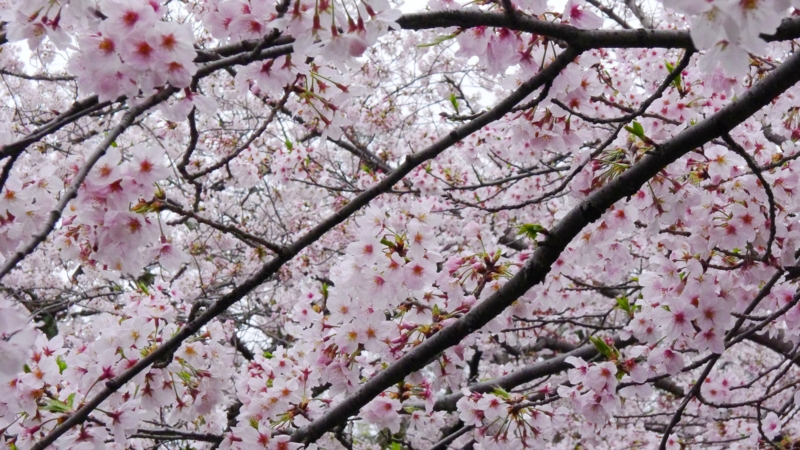 f:id:tarotsakurako:20170407202434j:plain f:id:tarotsakurako:20170407202434j:plain