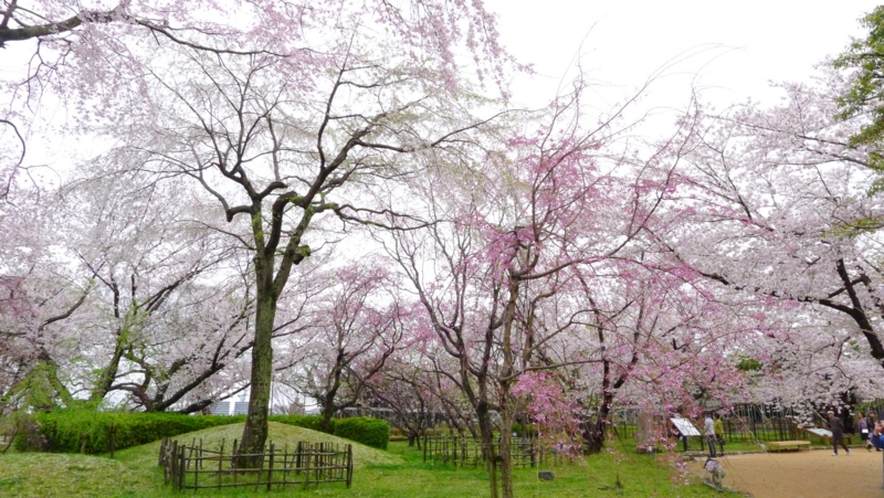 f:id:tarotsakurako:20170407202435j:plain f:id:tarotsakurako:20170407202435j:plain