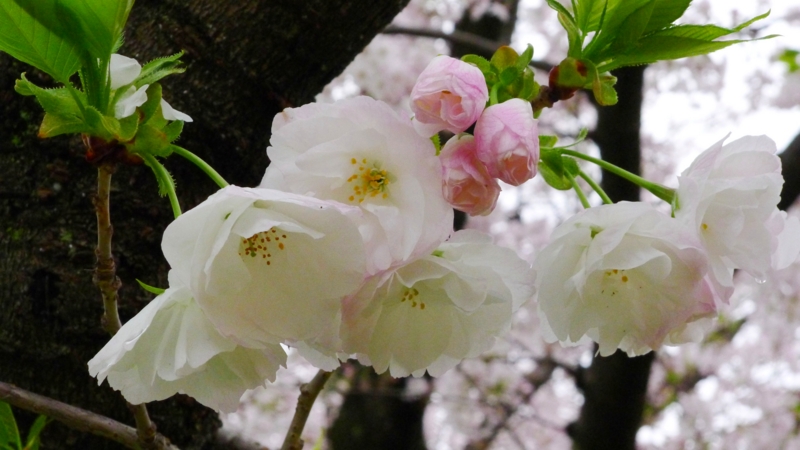 f:id:tarotsakurako:20170407202437j:plain f:id:tarotsakurako:20170407202437j:plain