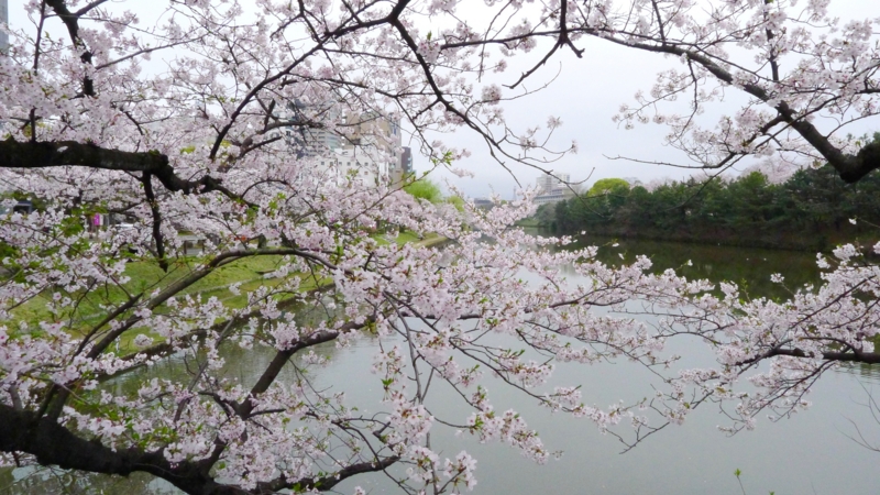 f:id:tarotsakurako:20170407202441j:plain f:id:tarotsakurako:20170407202441j:plain