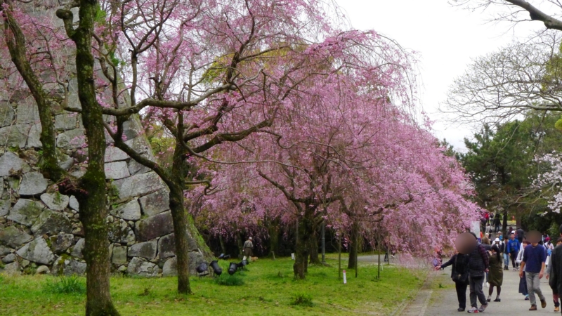 f:id:tarotsakurako:20170407202442j:plain f:id:tarotsakurako:20170407202442j:plain