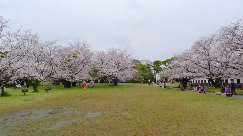 f:id:tarotsakurako:20170407202443j:plain f:id:tarotsakurako:20170407202443j:plain
