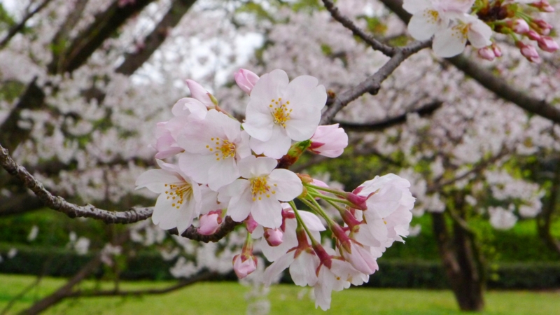 f:id:tarotsakurako:20170407202445j:plain f:id:tarotsakurako:20170407202445j:plain