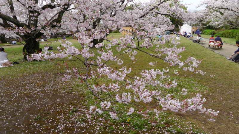 f:id:tarotsakurako:20170407202446j:plain f:id:tarotsakurako:20170407202446j:plain