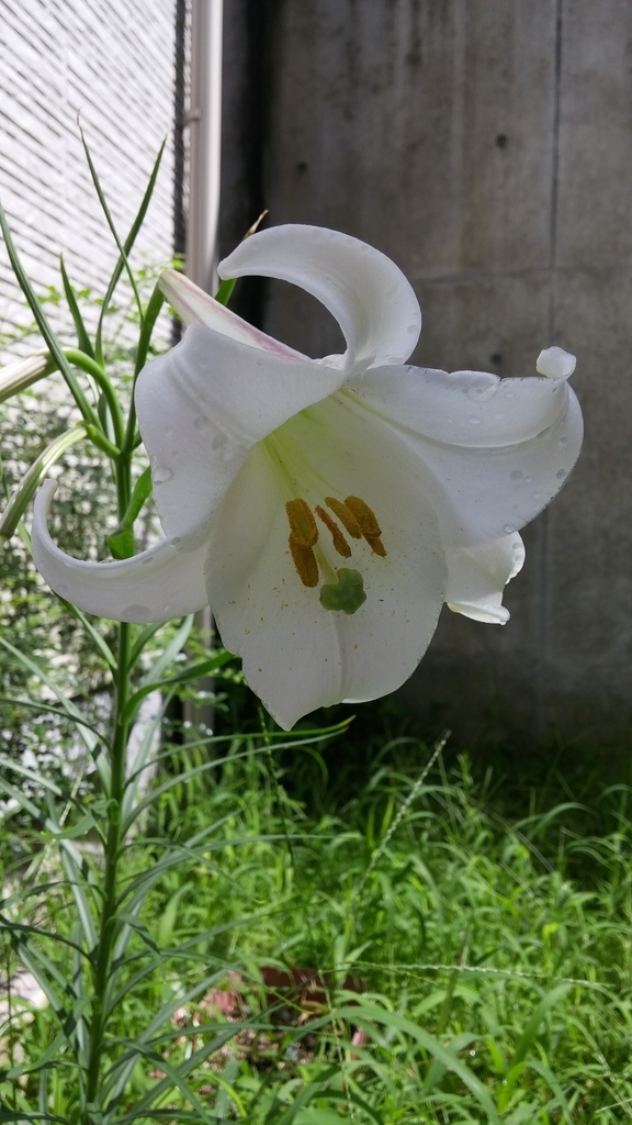 f:id:tarott:20190122134350j:plain f:id:tarott:20190122134350j:plain