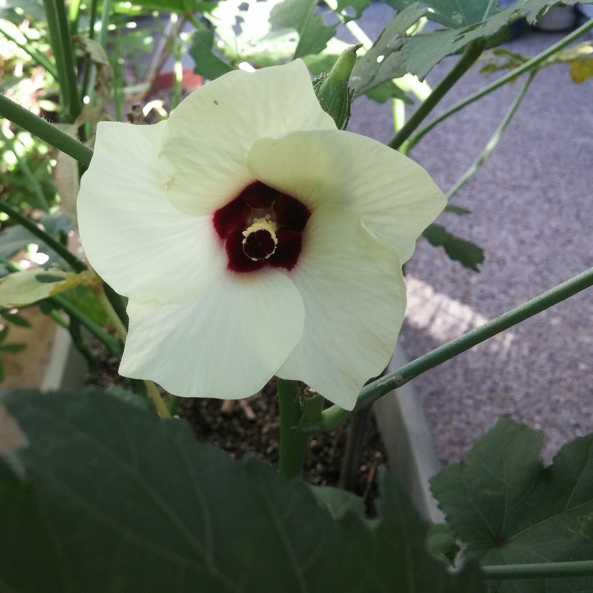 f:id:tarott:20190808151658j:plain f:id:tarott:20190808151658j:plain