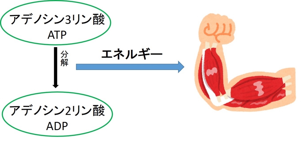 筋肉のエネルギーATPを知ろう！無酸素運動が有酸素運動の違いも分かる たろうのブログ
