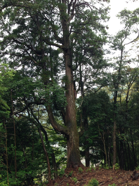 f:id:taru414:20150102155124j:image:w360 f:id:taru414:20150102155124j:image:w360