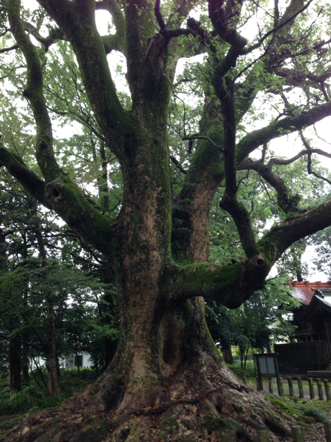 f:id:taru414:20150102155410j:image:w360 f:id:taru414:20150102155410j:image:w360