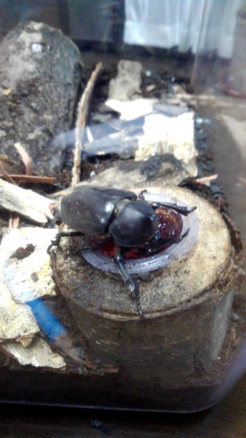 f:id:tarubomirubo:20200908112032j:plain f:id:tarubomirubo:20200908112032j:plain