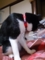 うちの猫