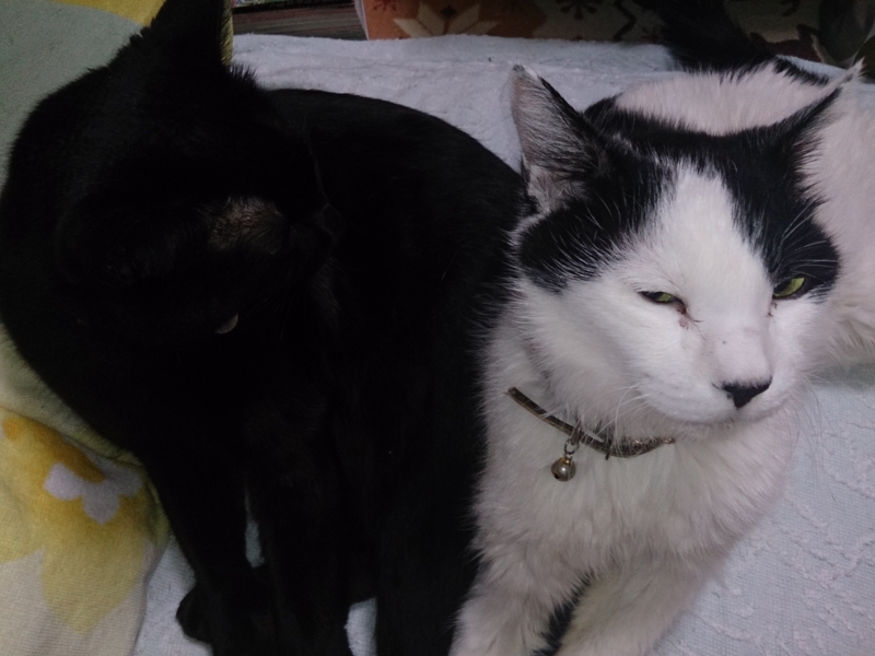 うちの猫