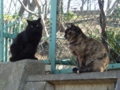 [猫]いつかの猫様