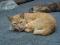 [猫]いつかの猫様