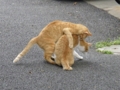 [猫]今日の猫様