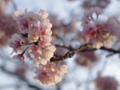 [風景]今日の桜