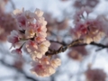 [風景]今日の桜