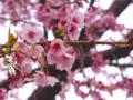 [風景]今日の桜