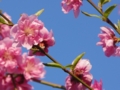 [風景]今日の桜