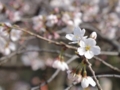 [風景]今日の桜