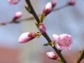 [風景]今日の桜