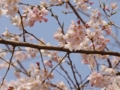 [風景]今日の桜