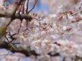 [風景]今日の桜