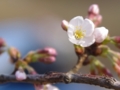 [風景]今日の桜