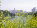 [風景]お堀と菜の花