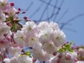 [風景]今日の桜