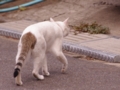 [猫]今日の猫様