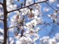 [風景]お花見