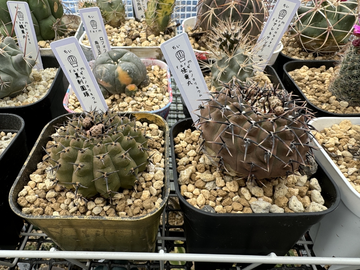 刺なし鳳頭 並べてみた！！ - ちぃfarm blog