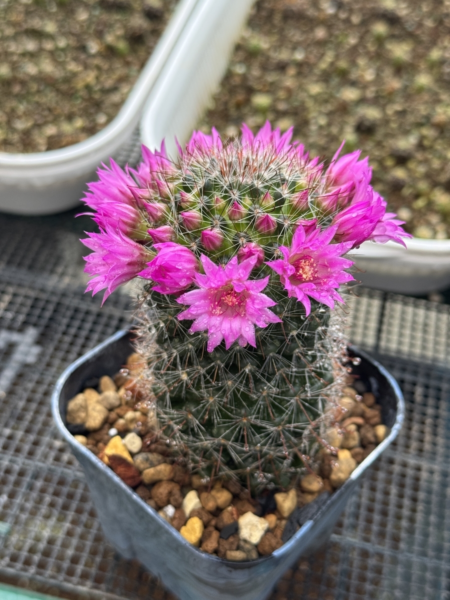 美しい(*´▽｀*) - ちぃfarm blog