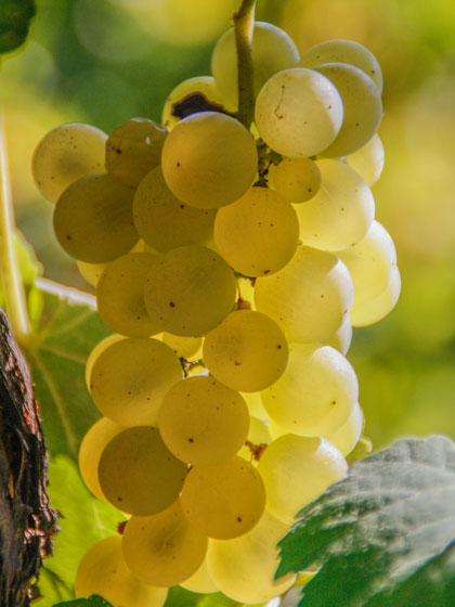 ヴェルメンティーノ のブドウ, vermentino grape