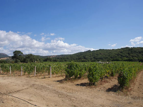 テヌテ・アイーニ・ヴィーニの畑,tenute aini vini