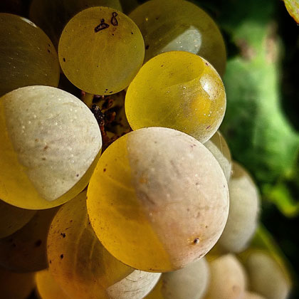 ヴェルナッチャグレープ,Vernaccia di Oristano