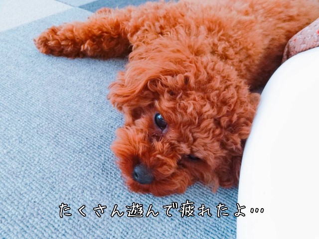 f:id:taruto-rasuku_maaya:20190516221643j:image