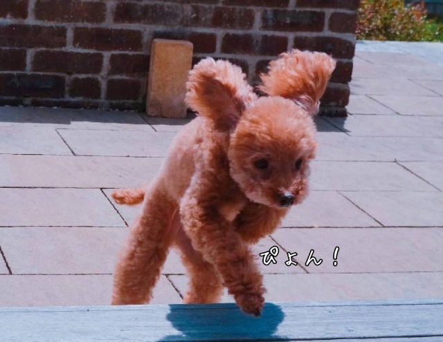 f:id:taruto-rasuku_maaya:20190519175247j:image