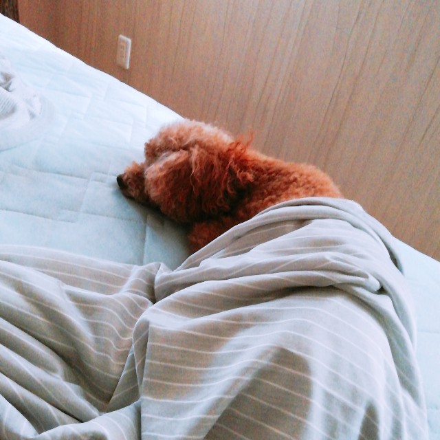 f:id:taruto-rasuku_maaya:20190829202424j:image