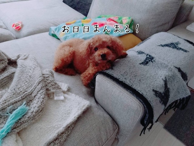 f:id:taruto-rasuku_maaya:20190831203211j:image