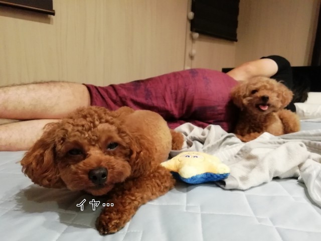f:id:taruto-rasuku_maaya:20190904222052j:image