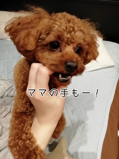 f:id:taruto-rasuku_maaya:20190904222227j:image