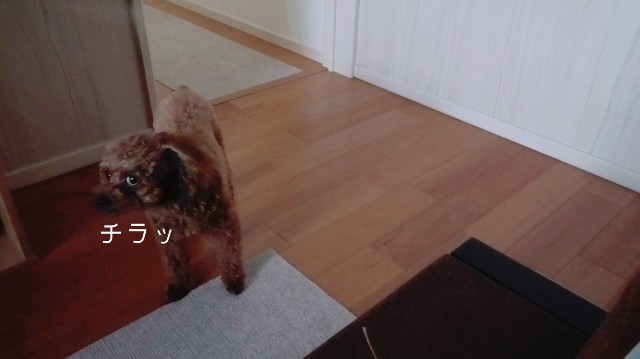 f:id:taruto-rasuku_maaya:20190918210003j:image
