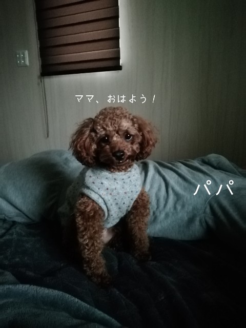 f:id:taruto-rasuku_maaya:20191008193630j:image